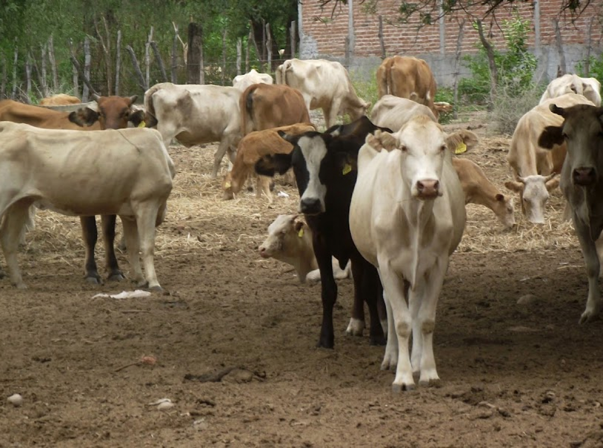 Pese a crisis, ganaderos ven fortalecida la sanidad y la exportación