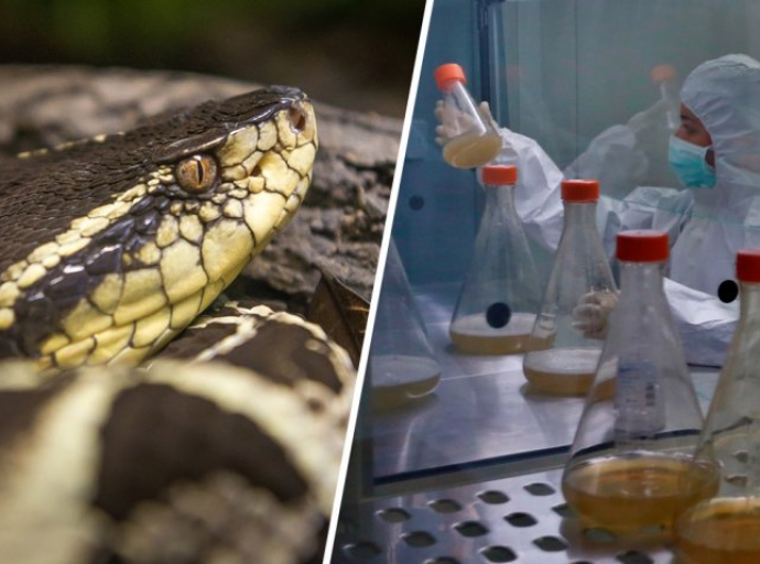 Identifican sustancia en veneno de serpiente capaz de frenar el Covid-19