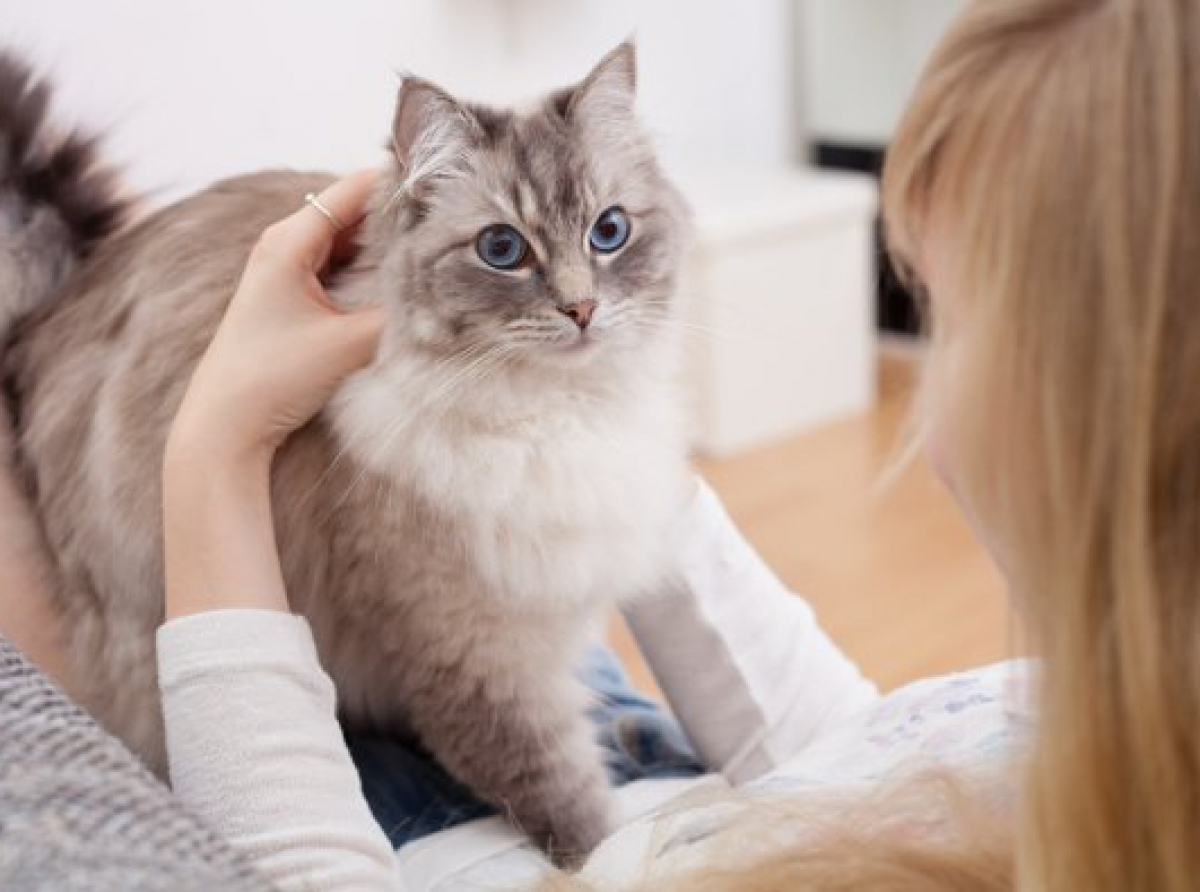 ¿Sabes el por qué los gatos amasan a sus dueños?