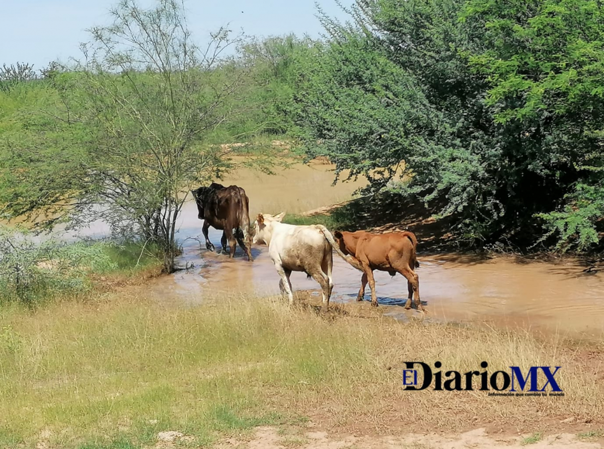 Sequía reduce el ganado en el sur de Sonora; buscan recuperarlo
