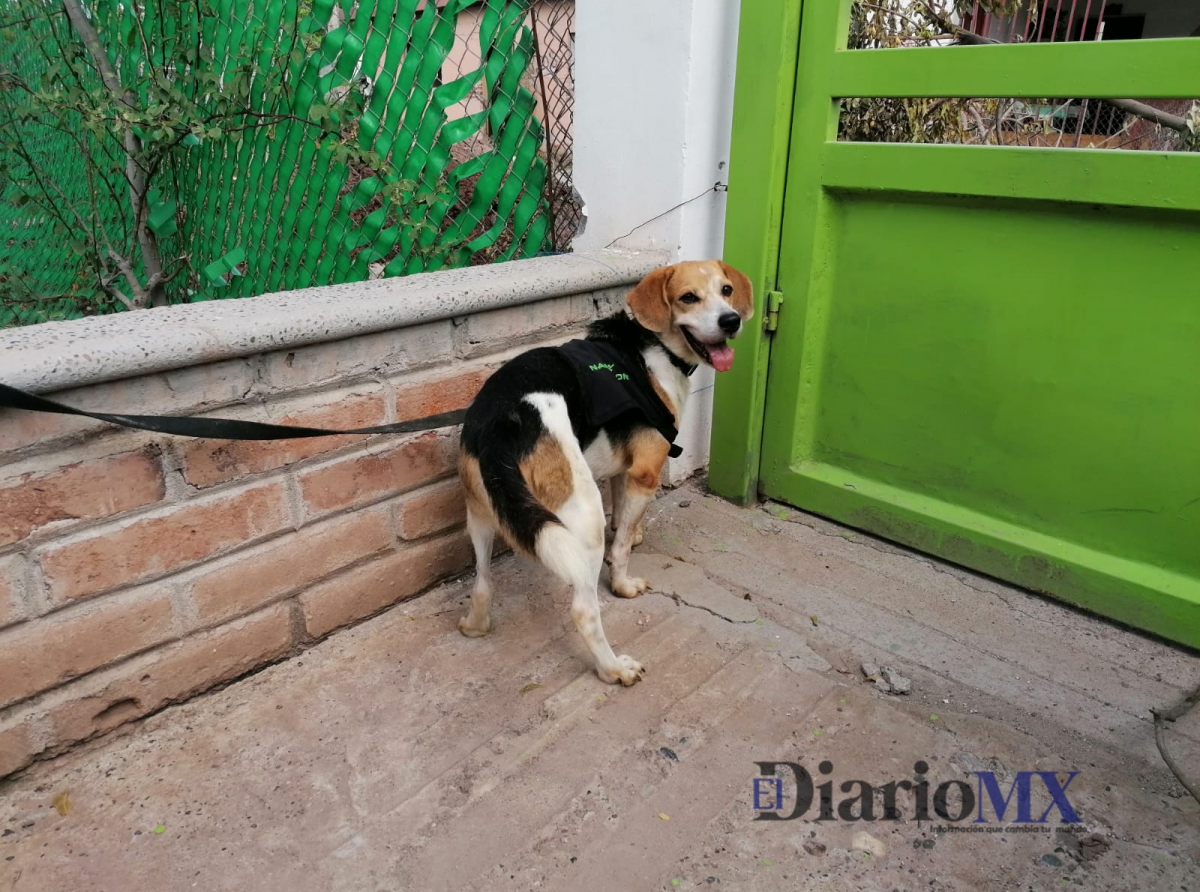 ‘Colby’, el único beagle que detecta drogas