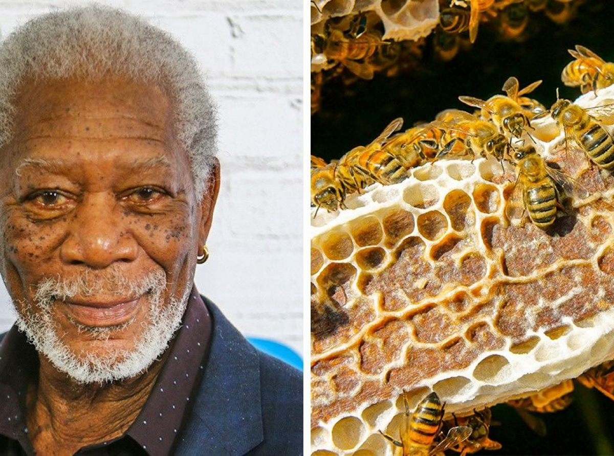 Morgan Freeman convierte su rancho en santuario para las abejas