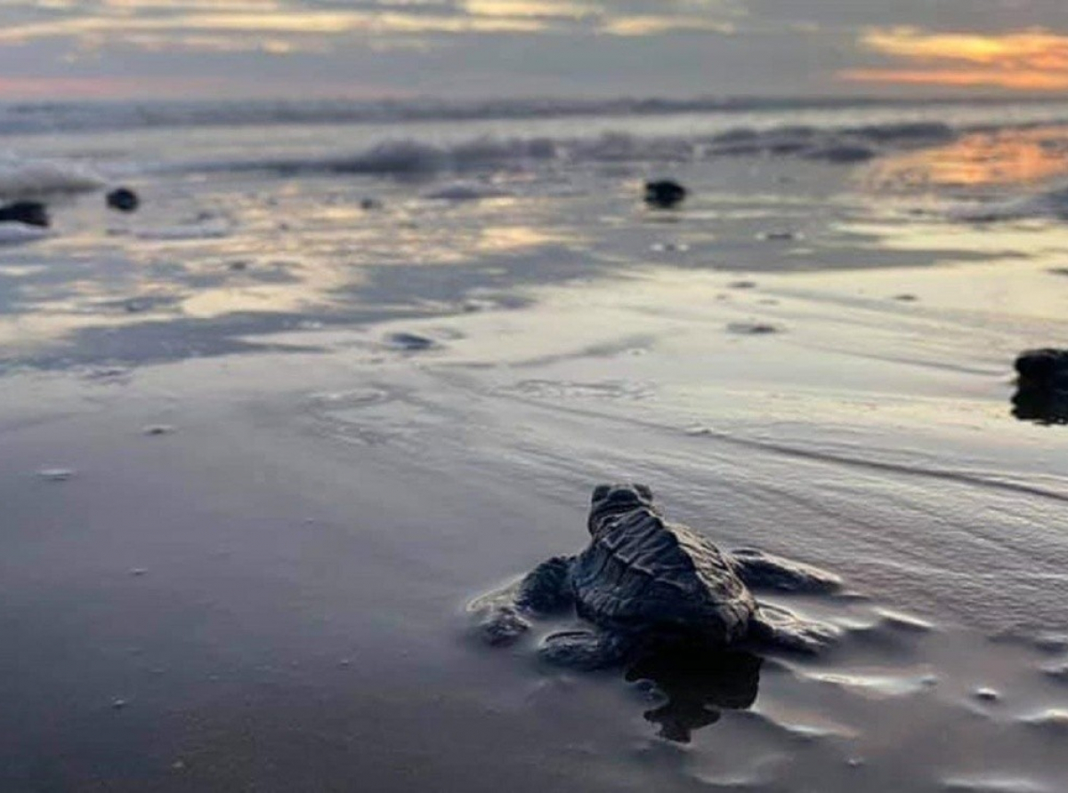 Liberan dos mil crías de tortugas rescatadas en Sinaloa