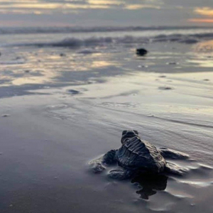 Liberan dos mil crías de tortugas rescatadas en Sinaloa