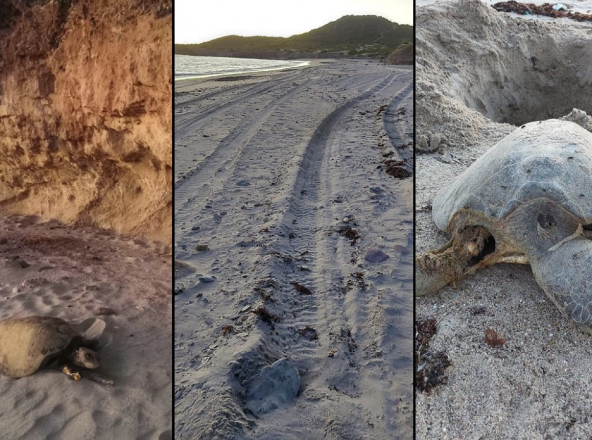Tortugas sufren y son atropelladas por 'juniors' en Guaymas 