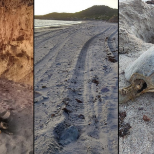 Tortugas sufren y son atropelladas por 'juniors' en Guaymas 