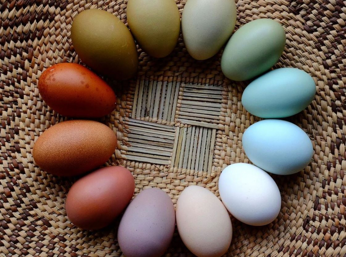 Existen gallinas que ponen huevos de colores