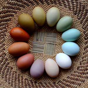 Existen gallinas que ponen huevos de colores