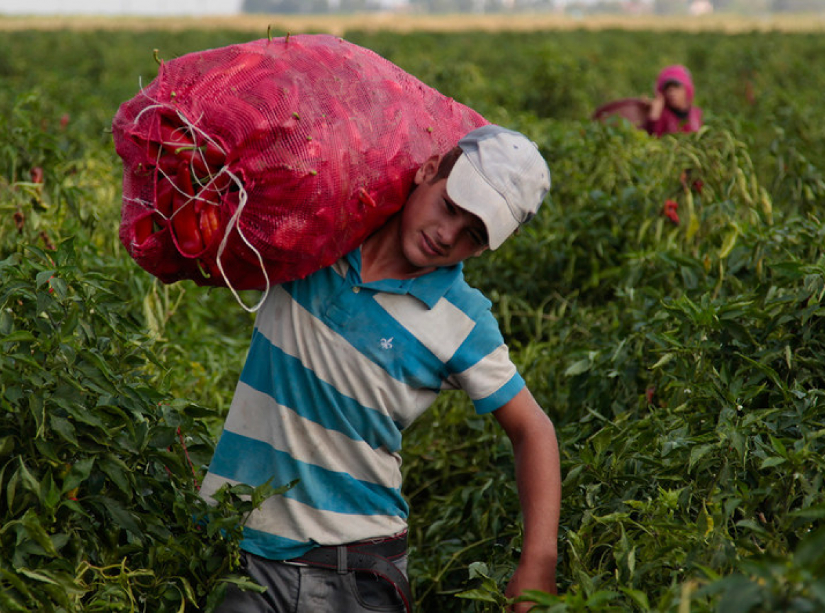 Becas para hijos de trabajadores del campo, propone PRI
